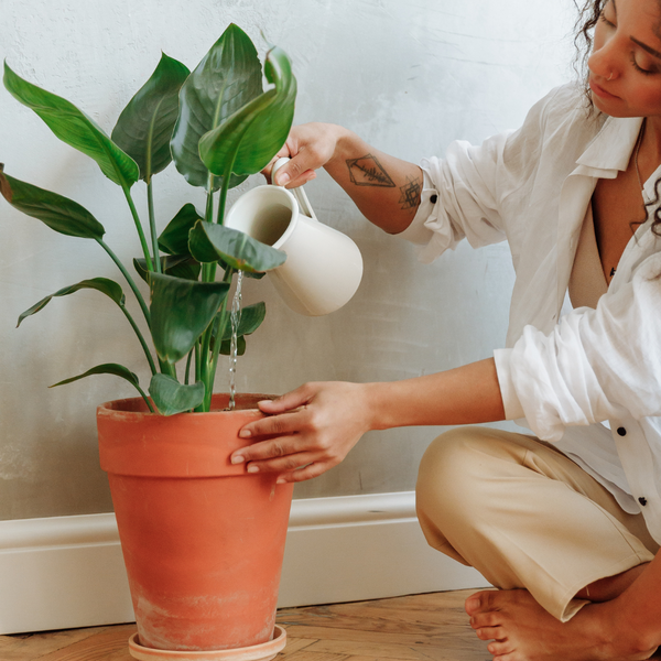 Conoce las formas correctas de regar tus plantas