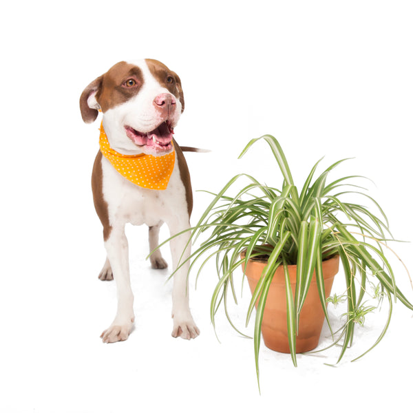 Celebrando el Día del Perro: ¡Plantas y Amigos Peludos!