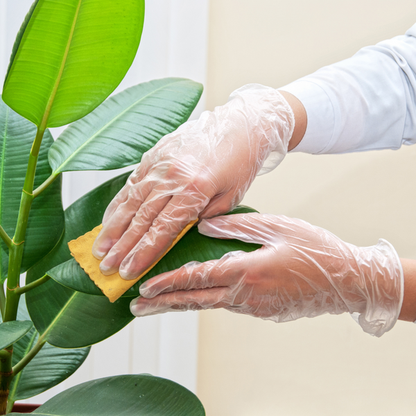 ¿Por qué es importante quitar el polvo a las plantas?