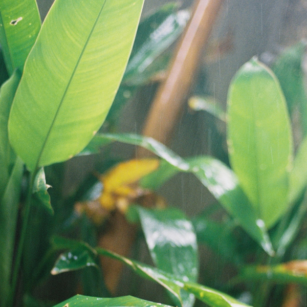 ¿El agua de lluvia es buena para tus plantas?